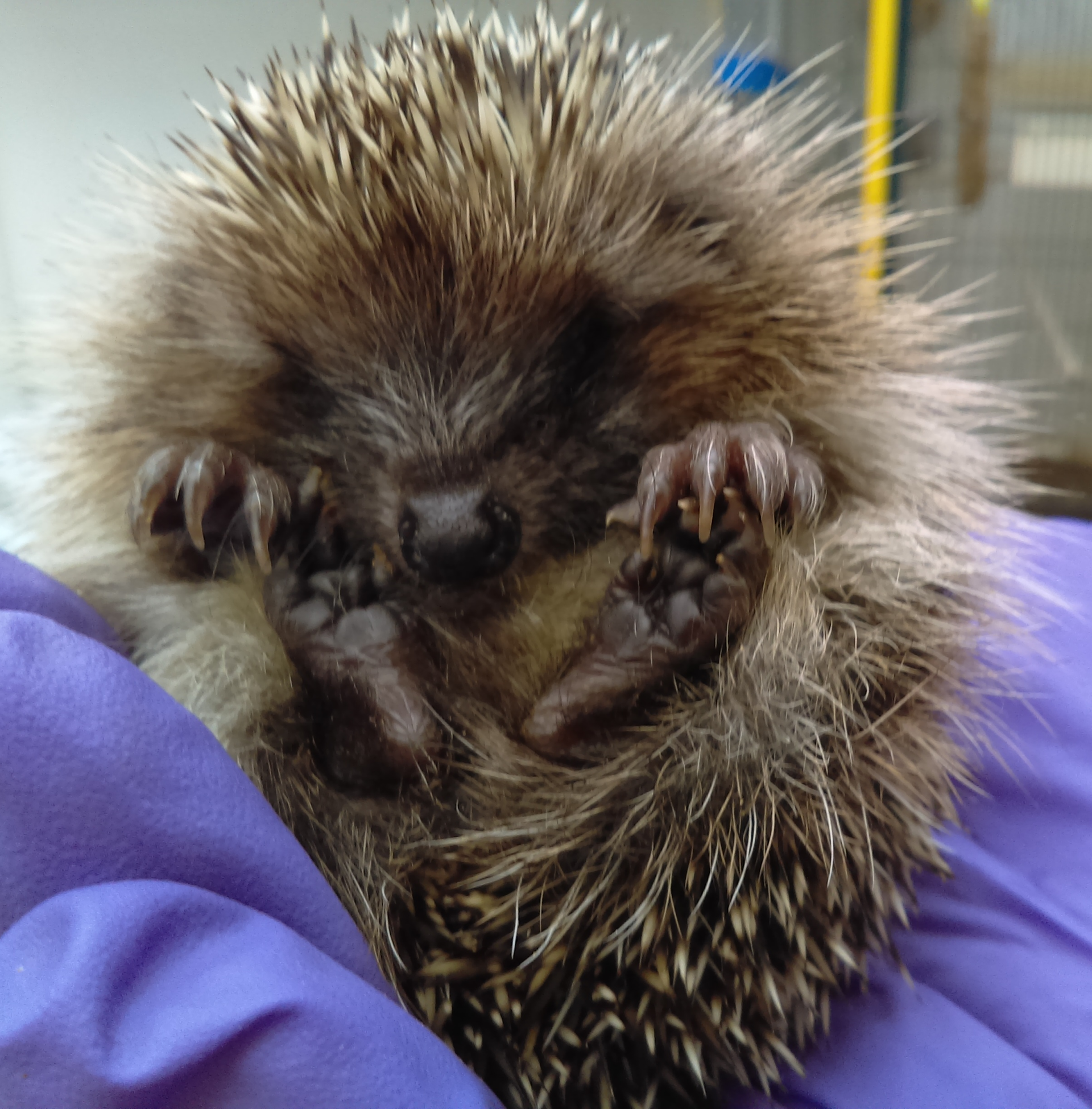 Small Animal Care Brinsea