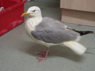 The gull after his clean-up.
