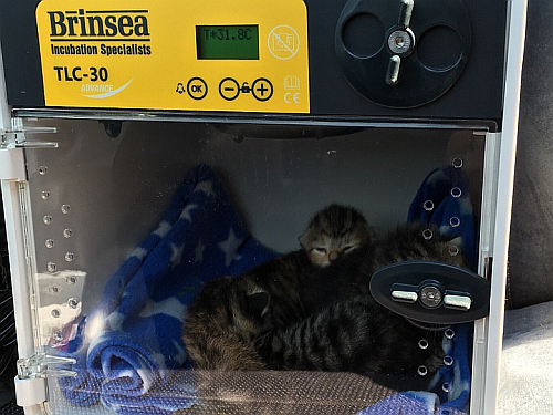 kitten incubator with oxygen