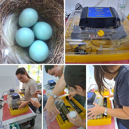 Mauritius - Olive White-eye eggs in a Brinsea Ovation 28 EX incubator